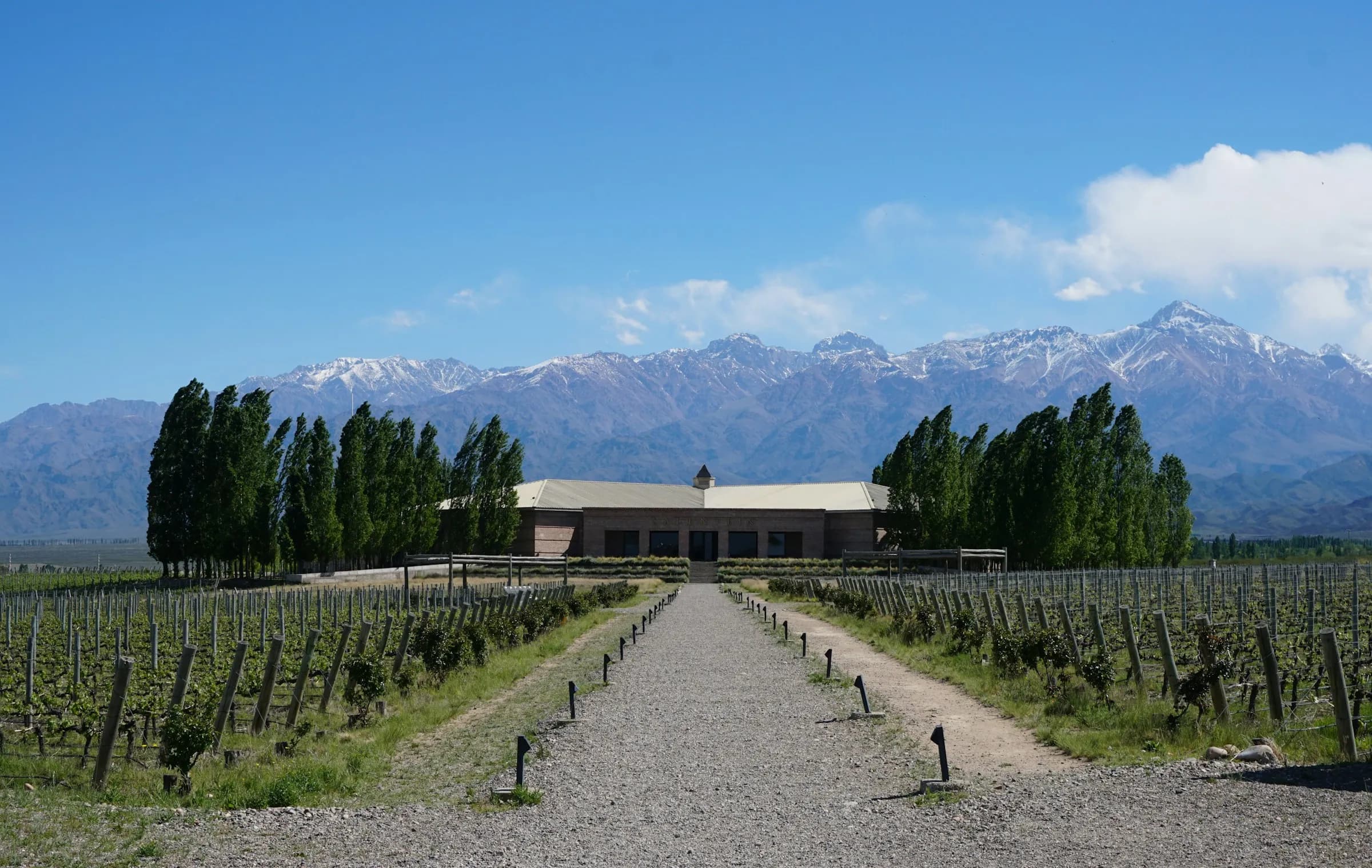 Mendoza vineyards with the Andes in the background